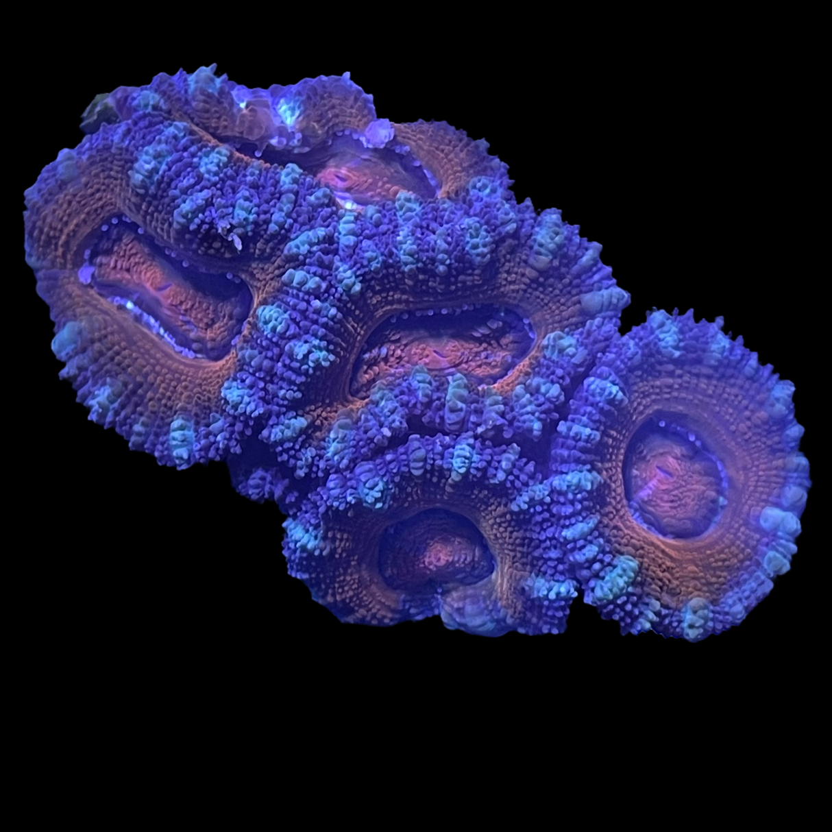 Acanthastrea Lordhowensi