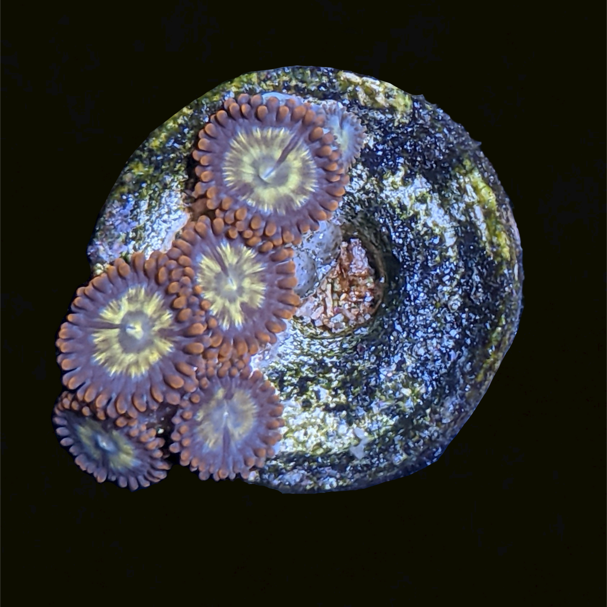 Zoa Frag