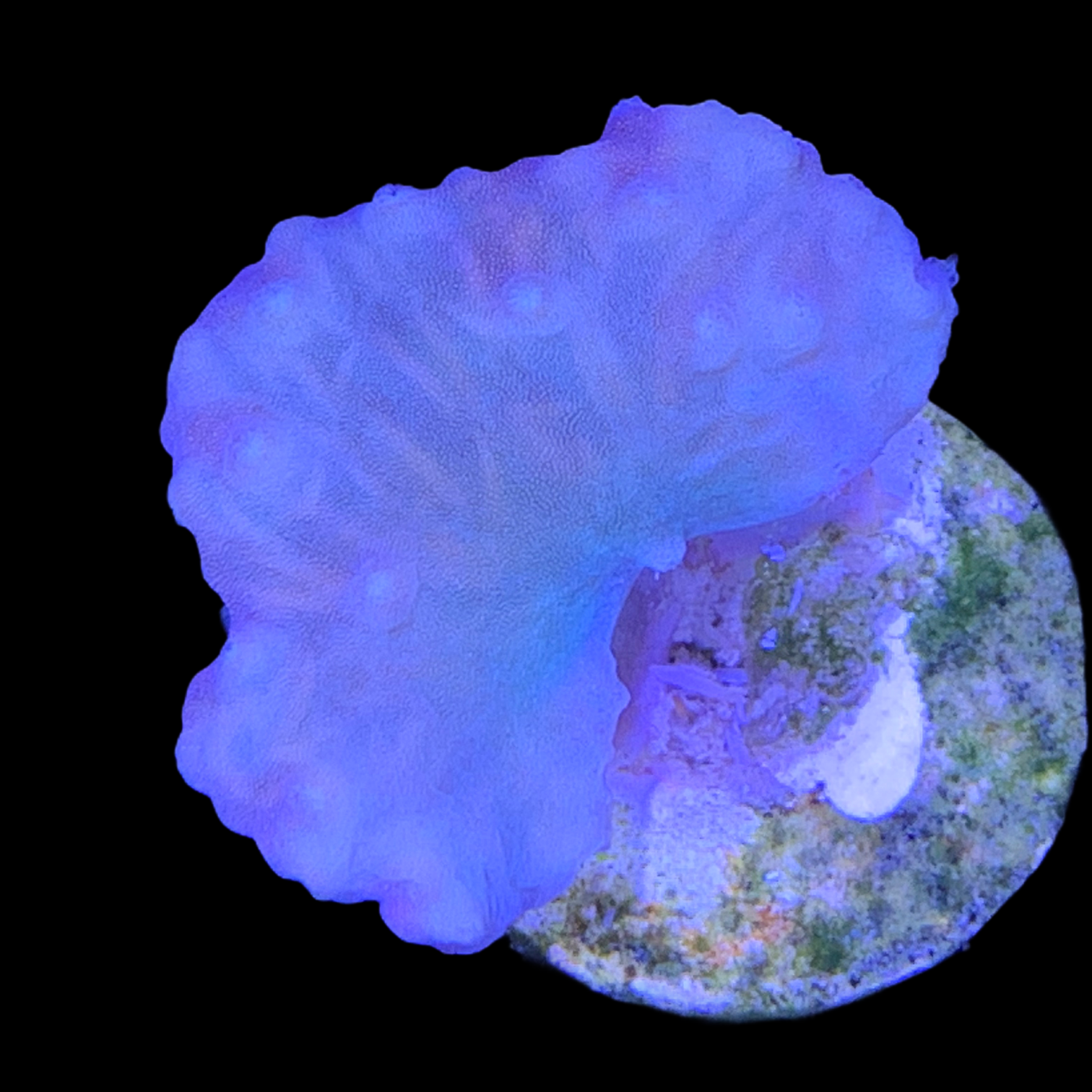 Cabbage Coral