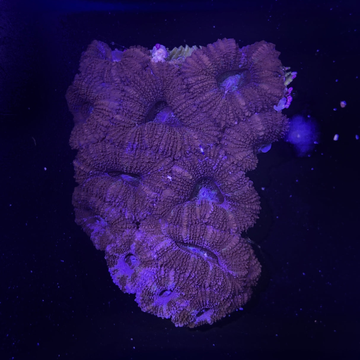 Acanthastrea Lordhowensi