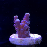 Acropora Frag