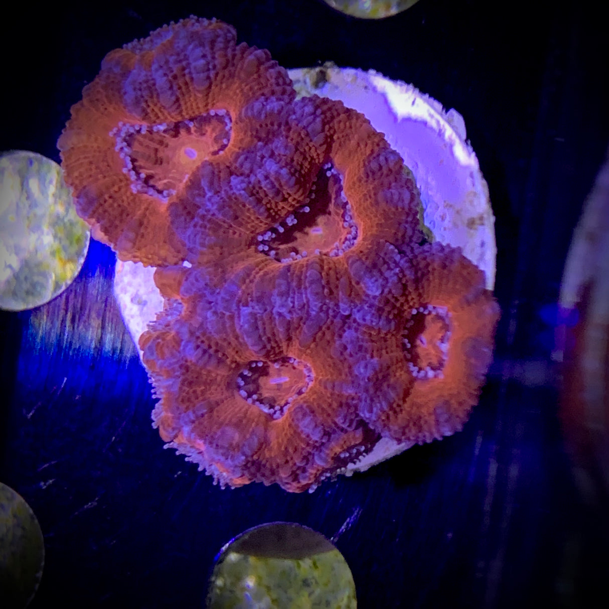 Acanthastrea Lordhowensi