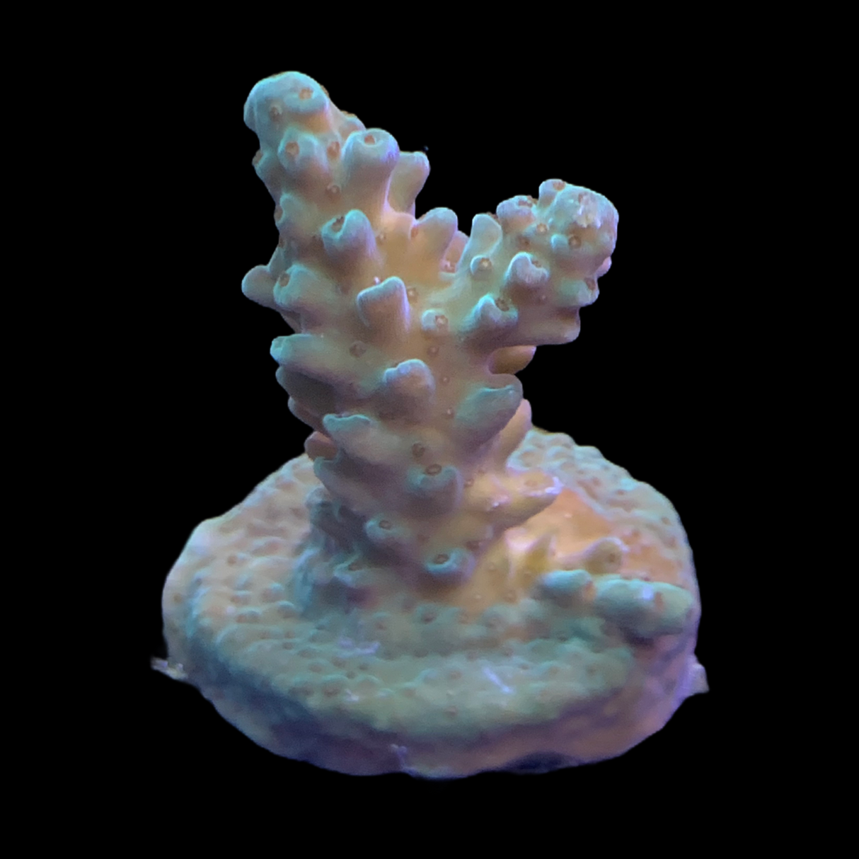 Acropora Frag
