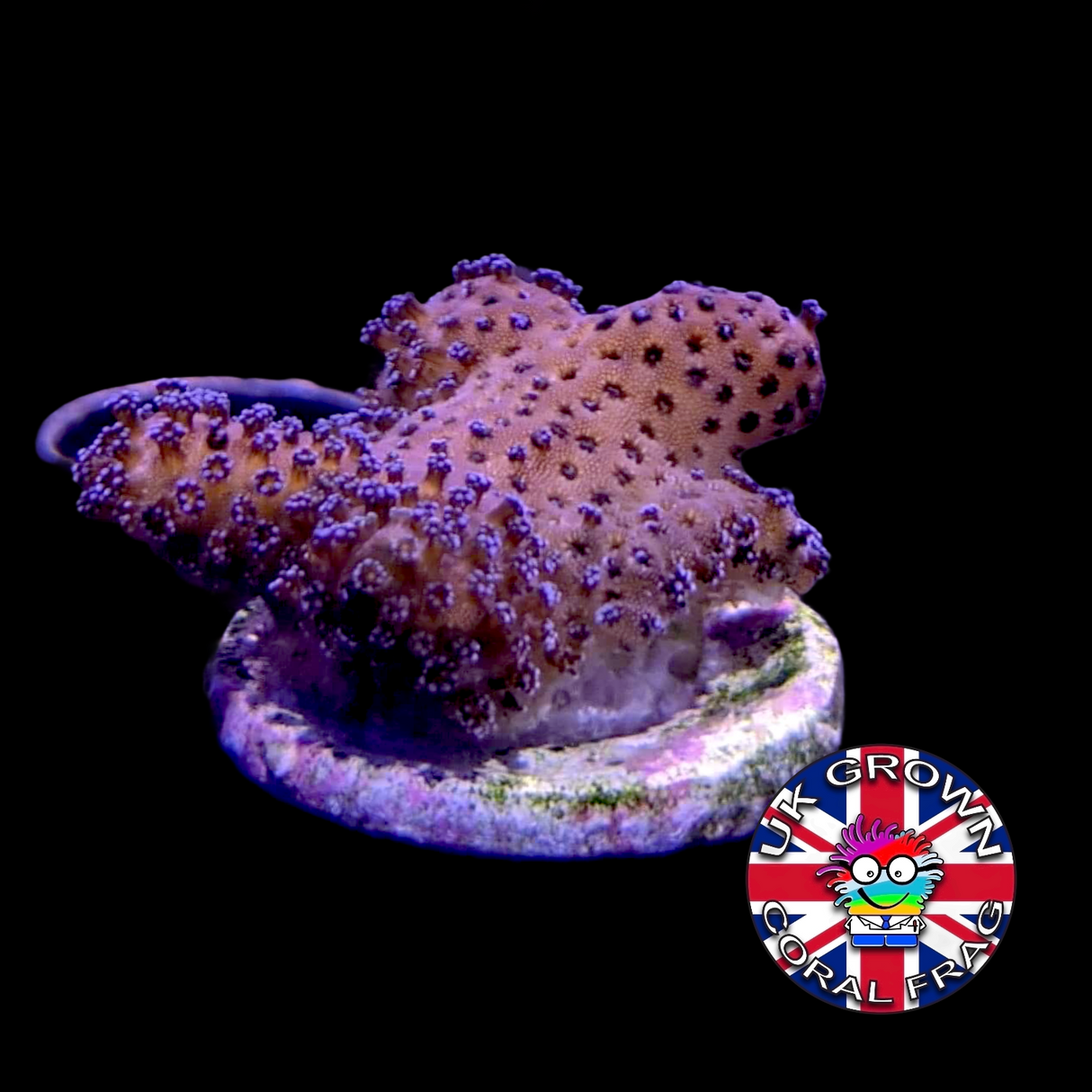 Stylophora Pistillata (UK Grown)
