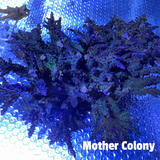 California Tort Acropora Frag (UK Grown)