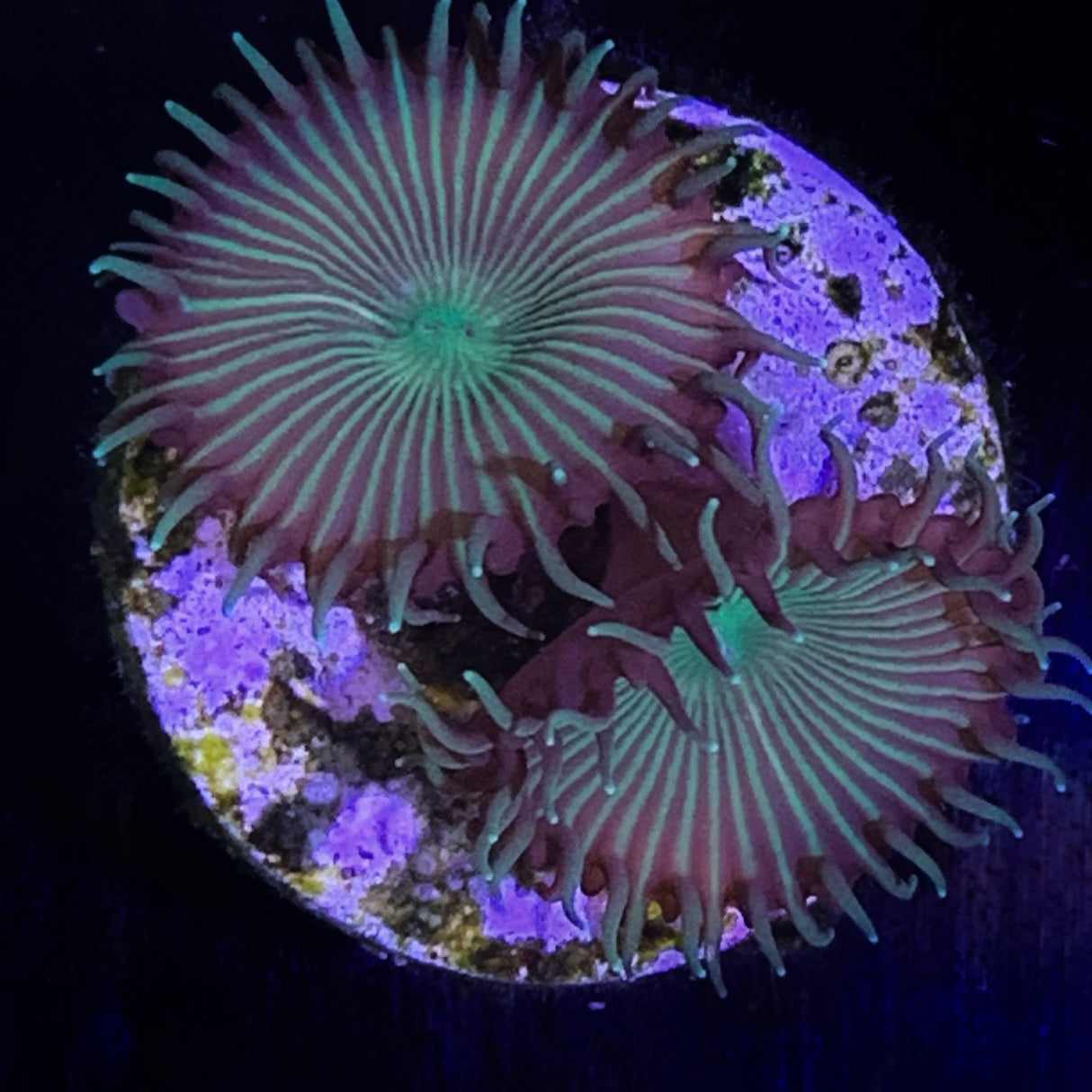 Zoa Frag