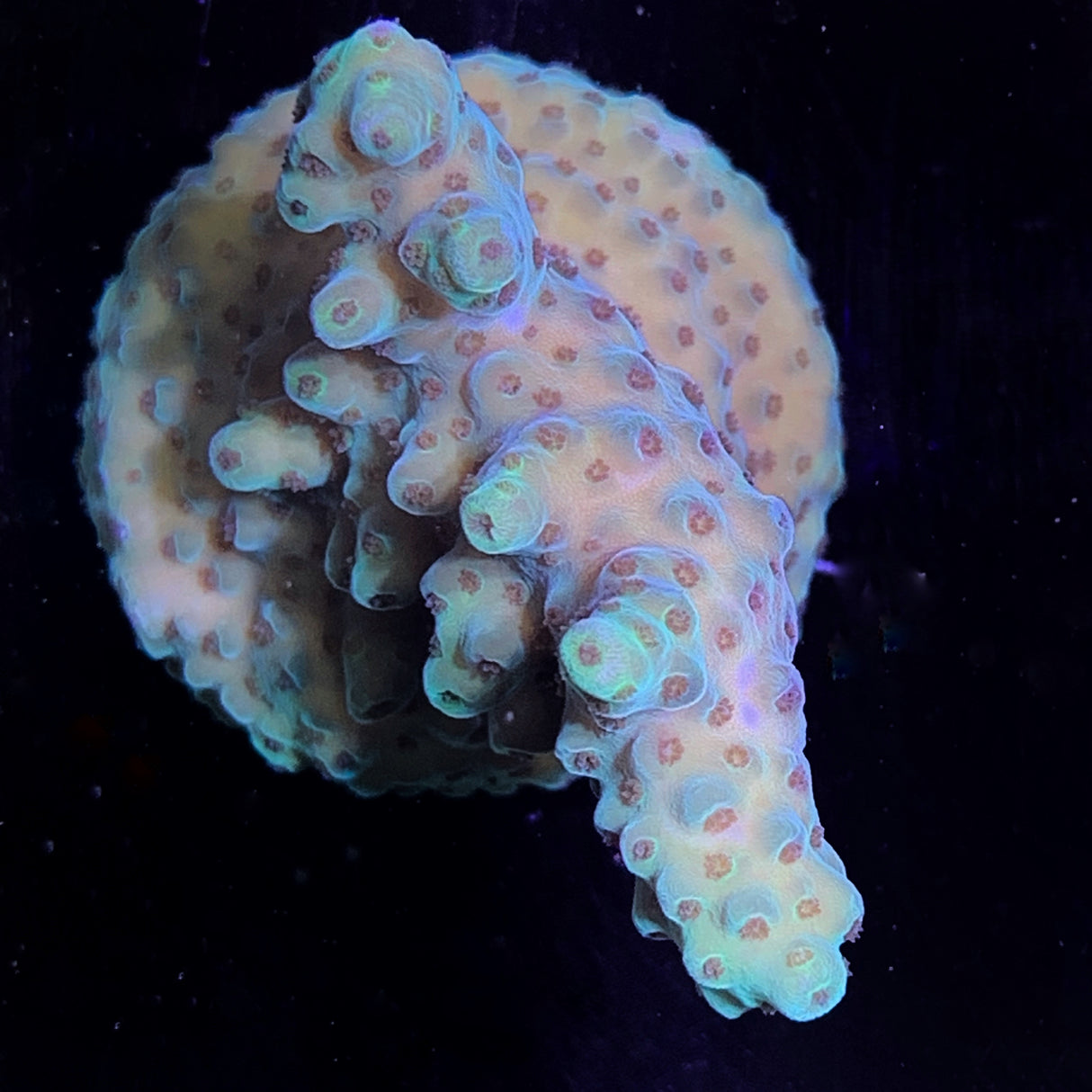 Acropora Frag