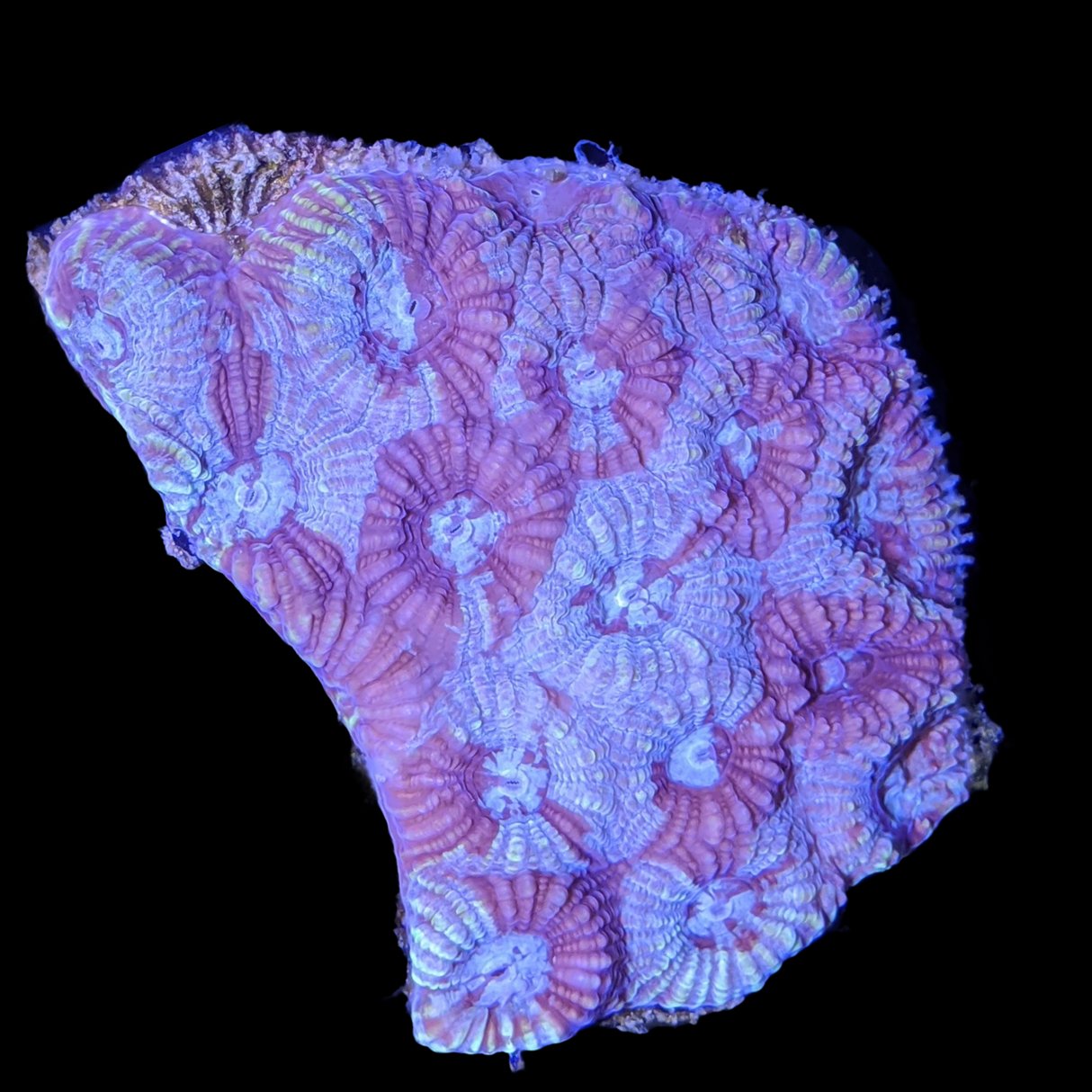 Favia Coral XL Frag