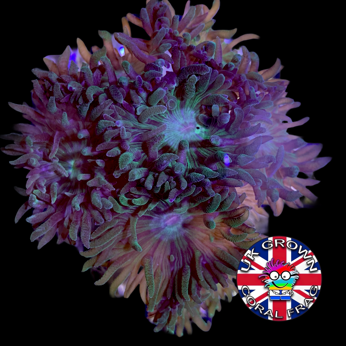 5 Head Duncan (UK Grown)