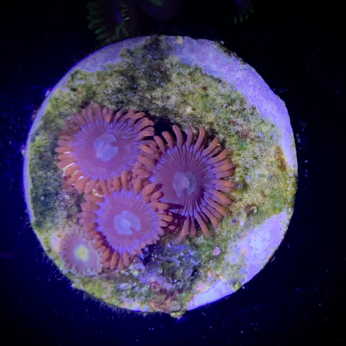 Zoa Frag