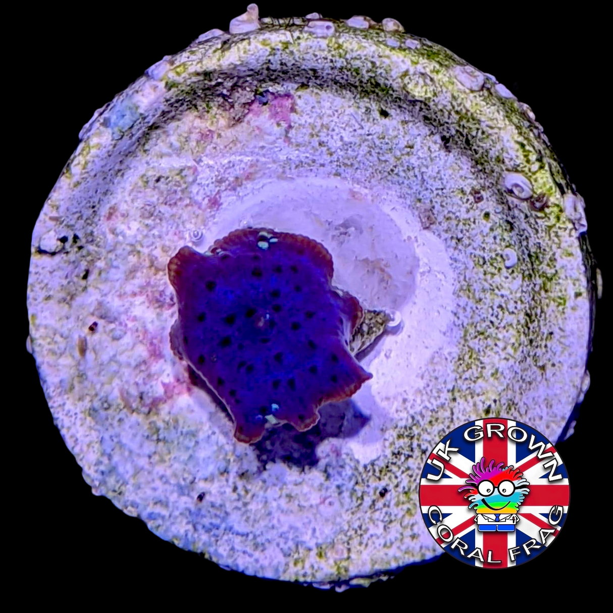 Blue Mushroom (UK Grown)