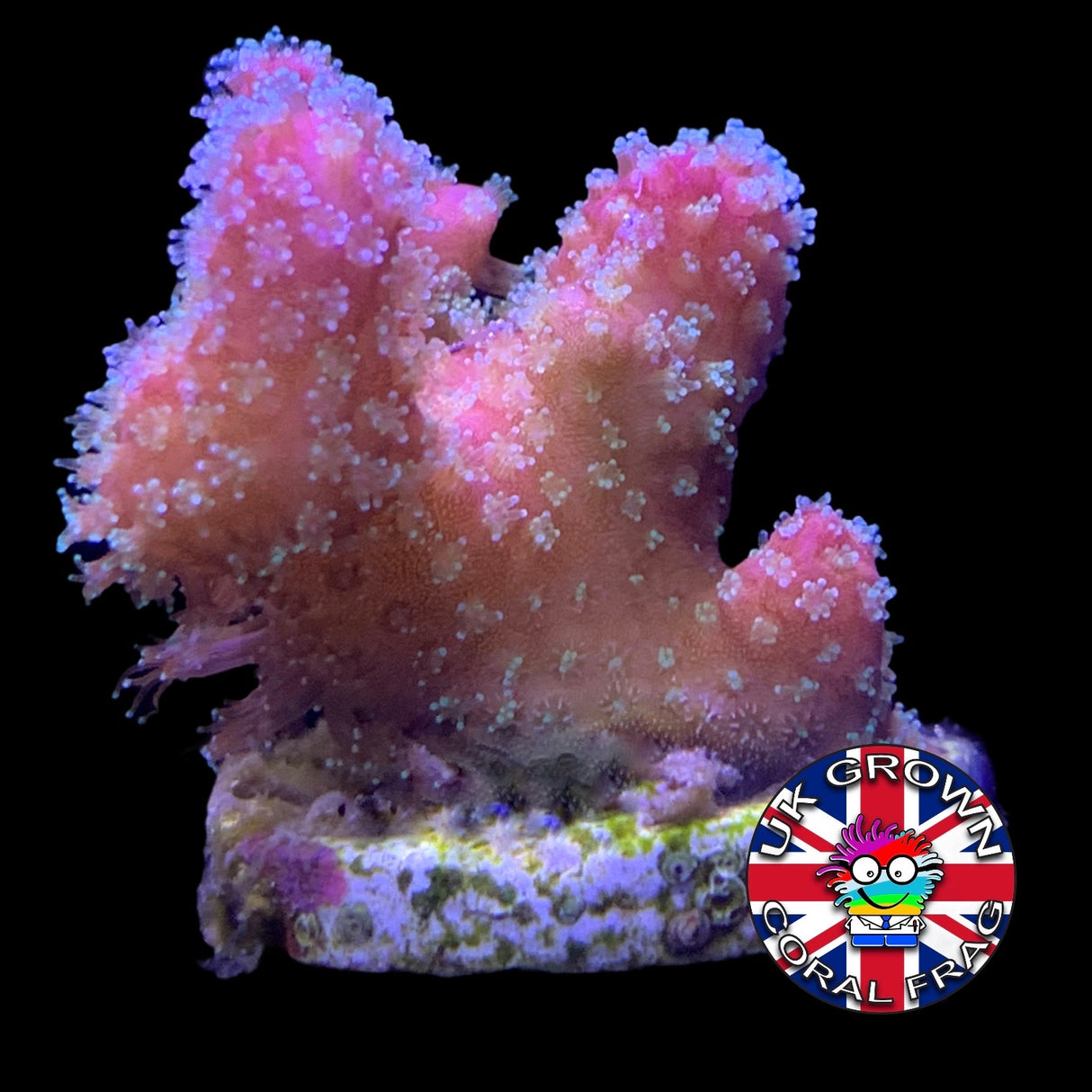 Pink Stylophora Pistillata (UK Grown)