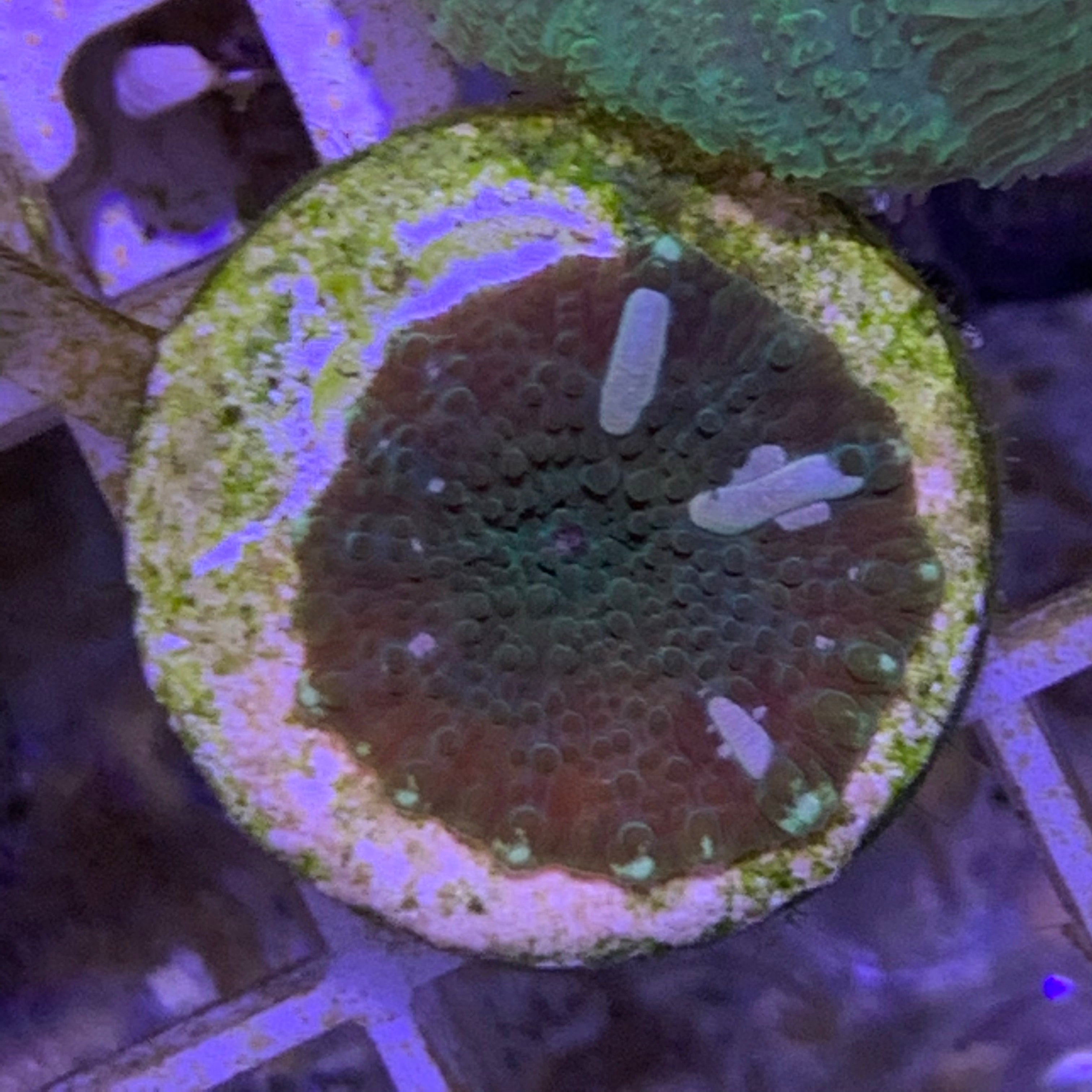 Green marble Mushroom