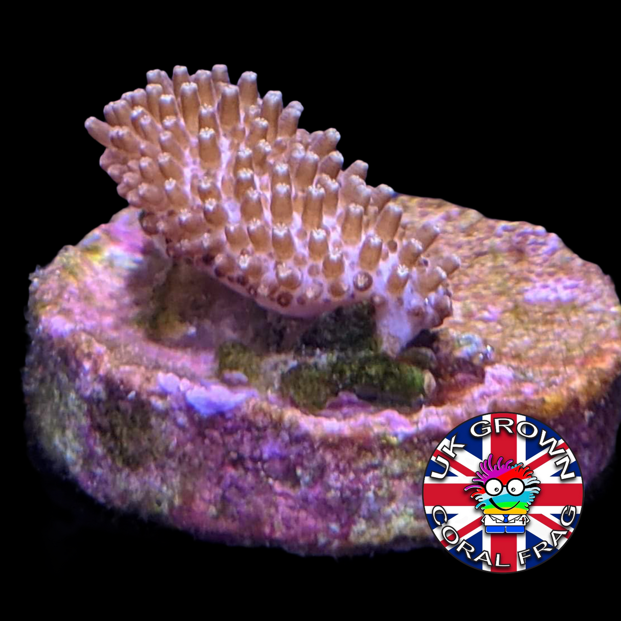 Mini Toadstool (UK Grown)