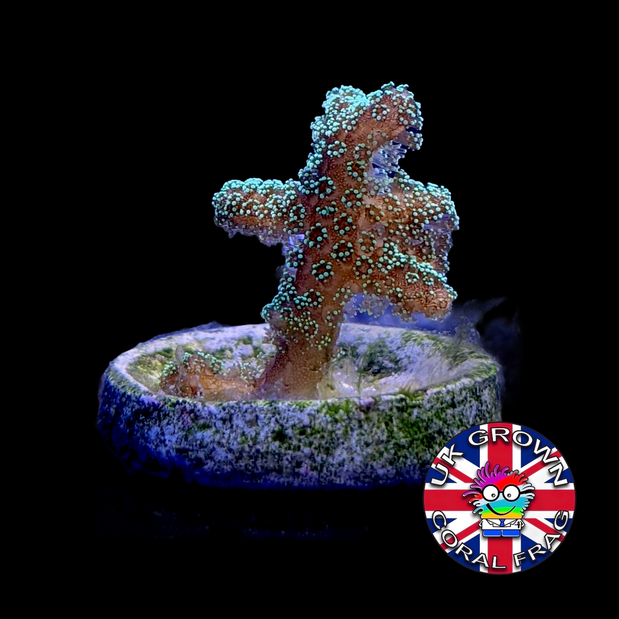 Green Hystrix Seriatopora (UK Grown)