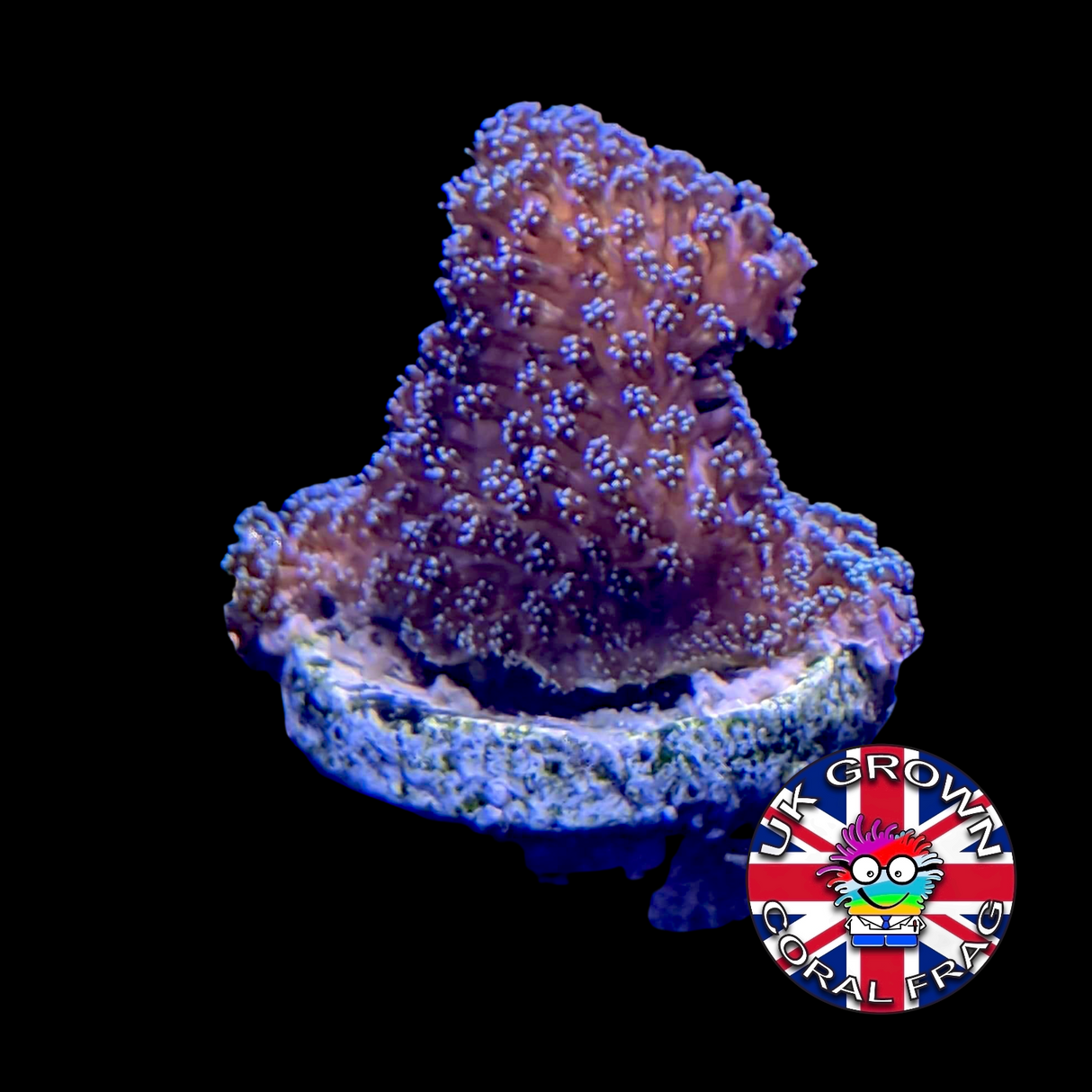 Stylophora Pistillata (UK Grown)