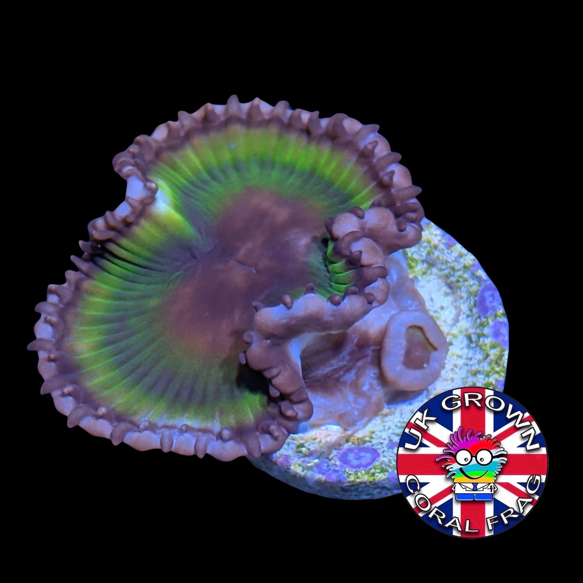 Grandis Paly Zoa Frag (UK Grown)