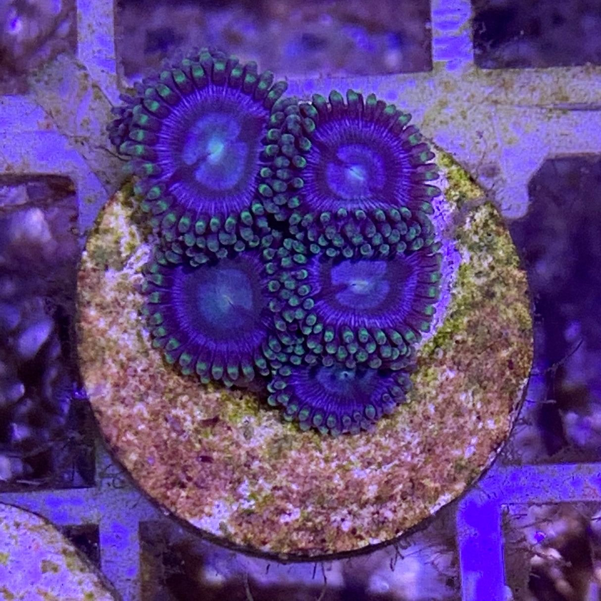 5 Polyp Zoa frag