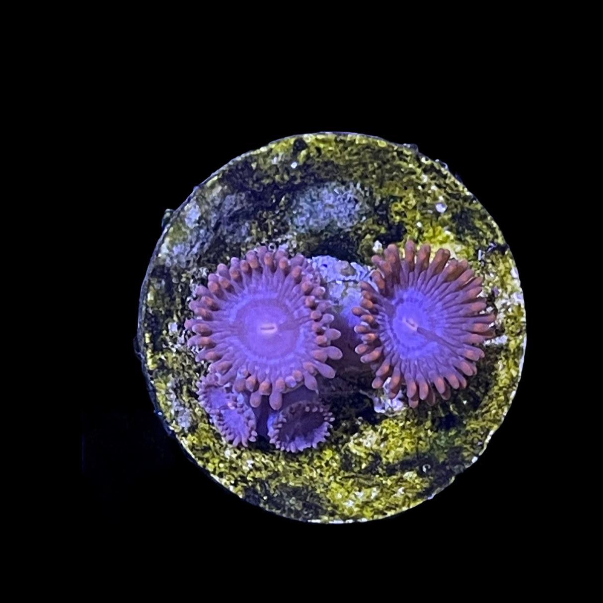 Zoa Frag