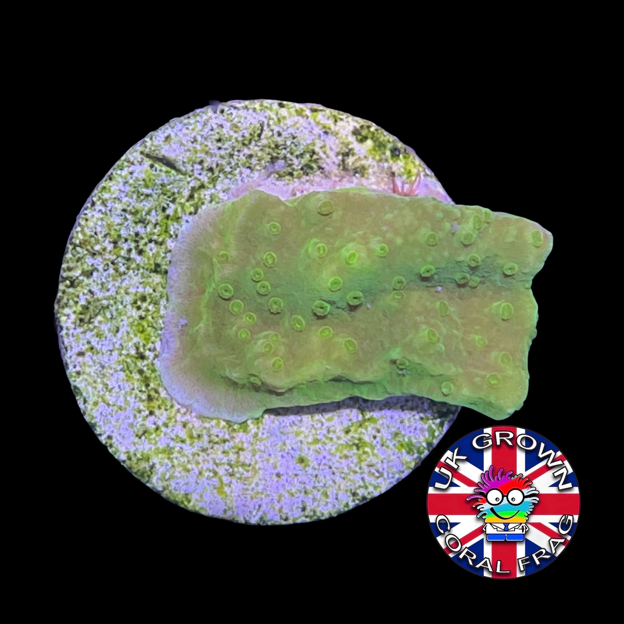 Green plating Montipora (UK Grown)