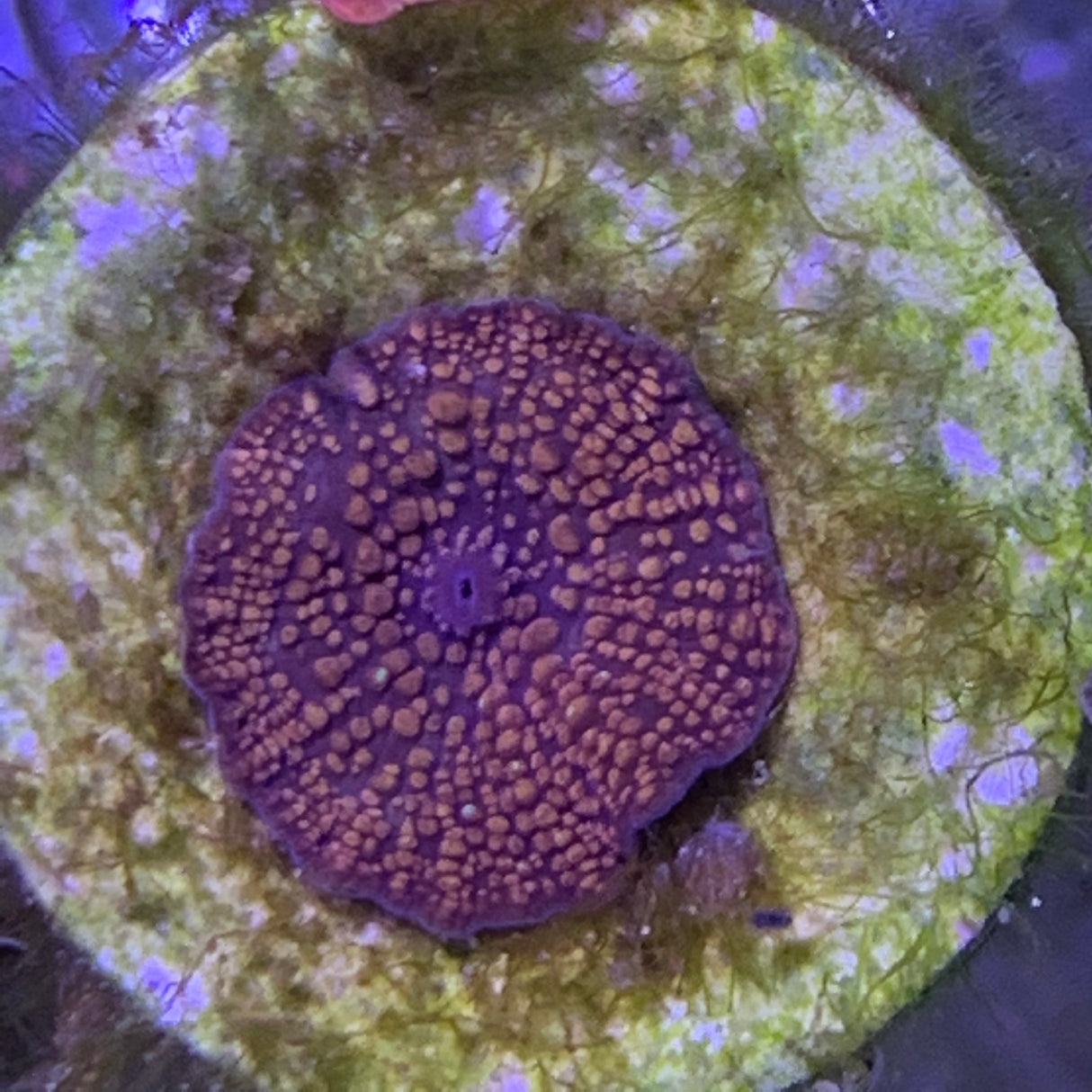Orange Speckled Red Mushroom