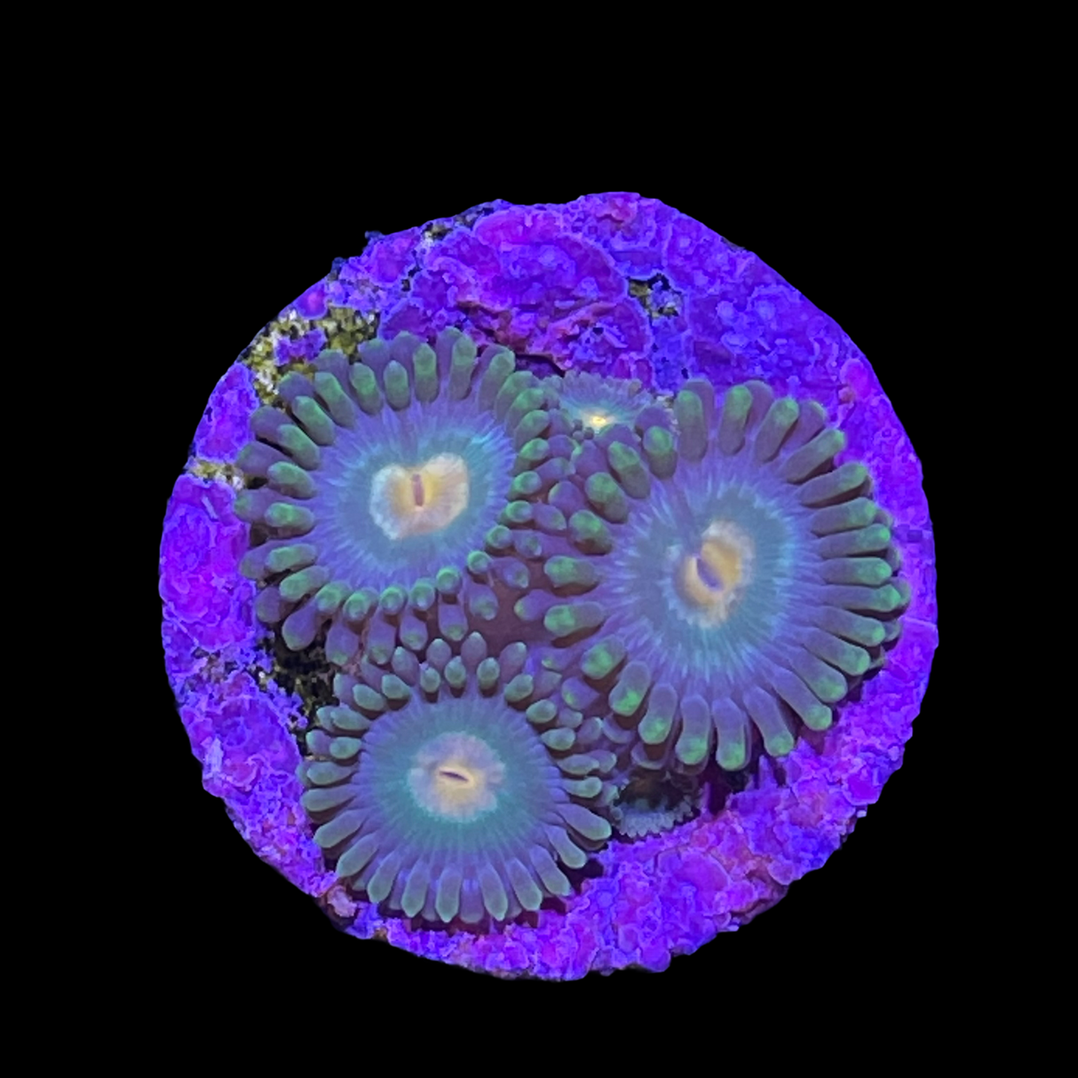 Zoa Frag