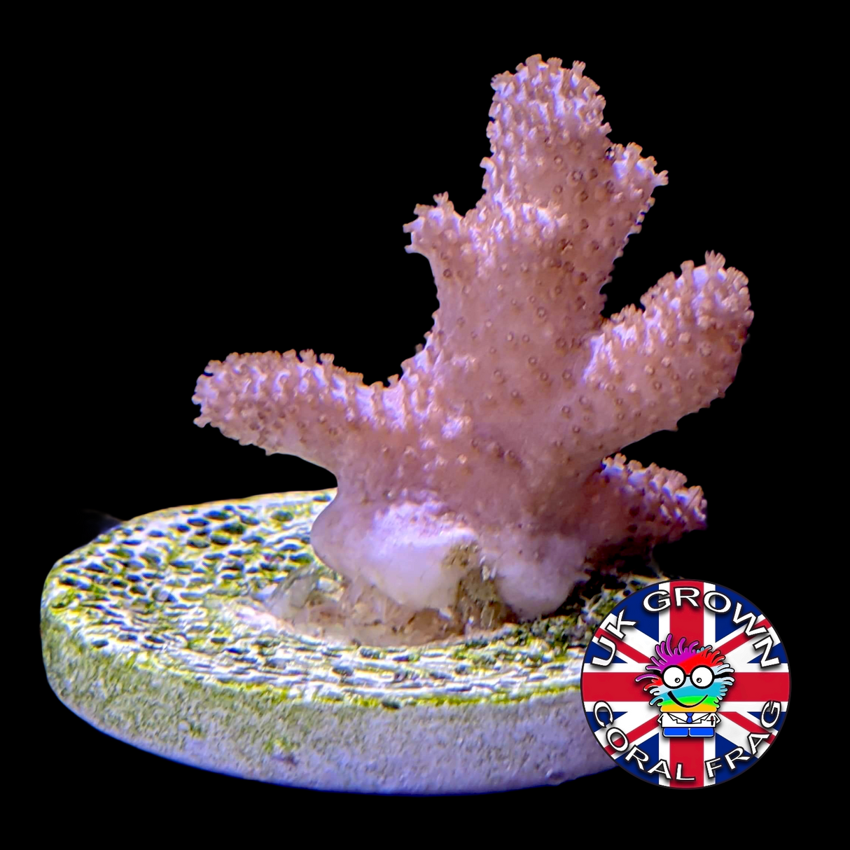 Sinularia (UK Grown)