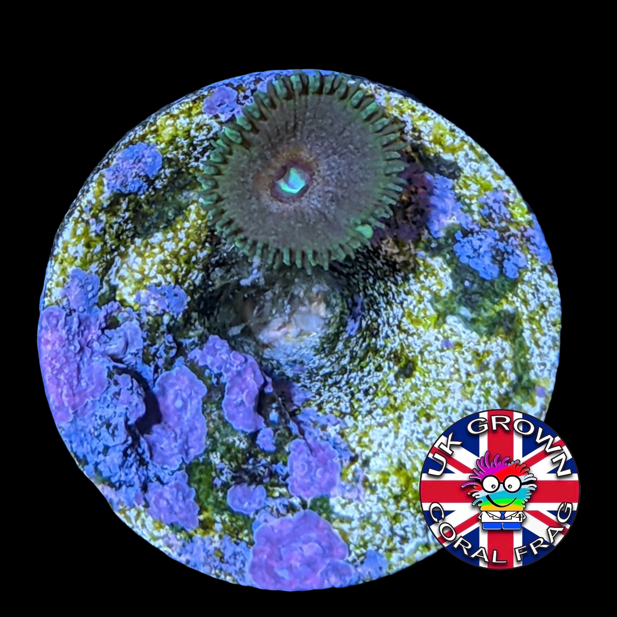 Captain America Zoa Frag (UK Grown)