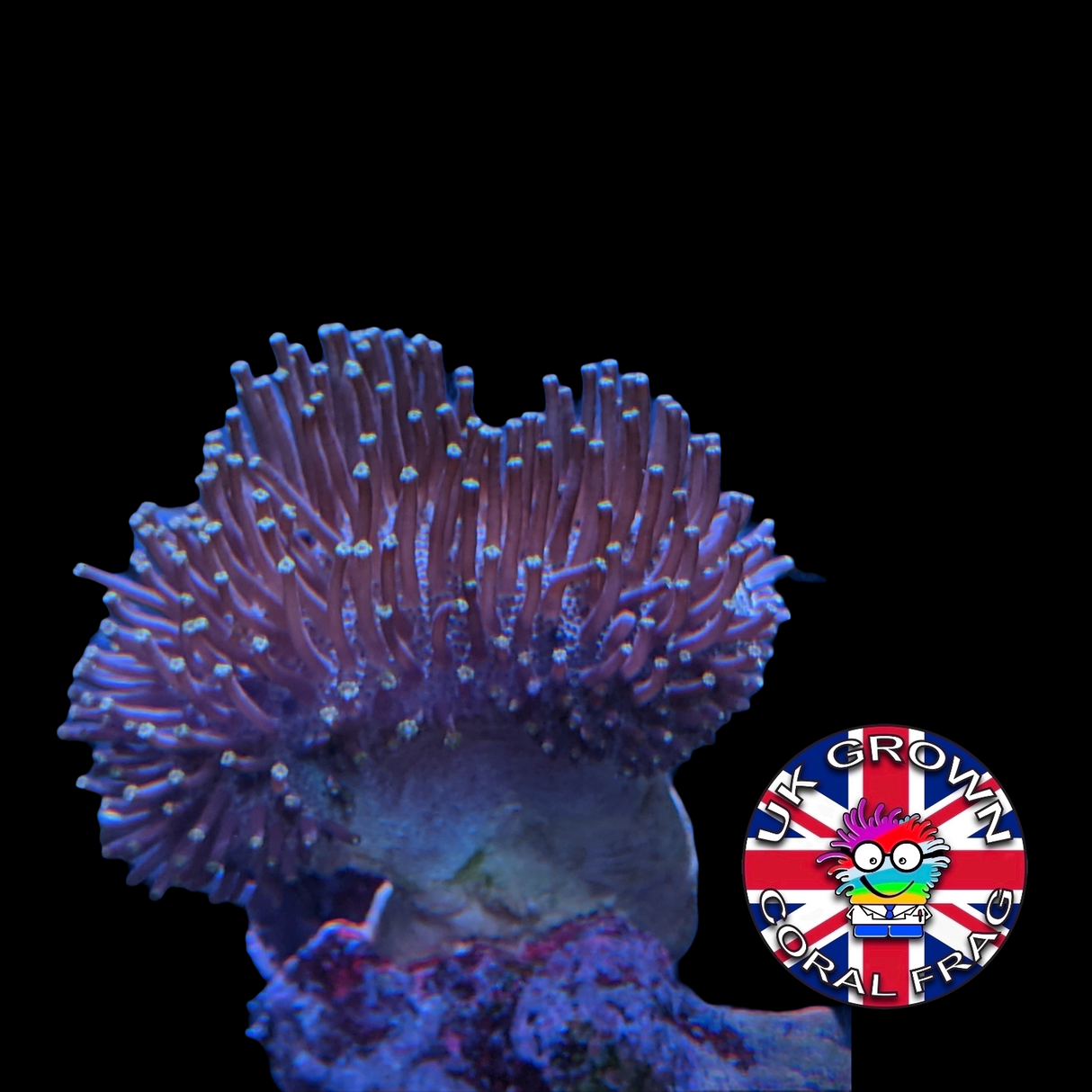 Toadstool (UK Grown)