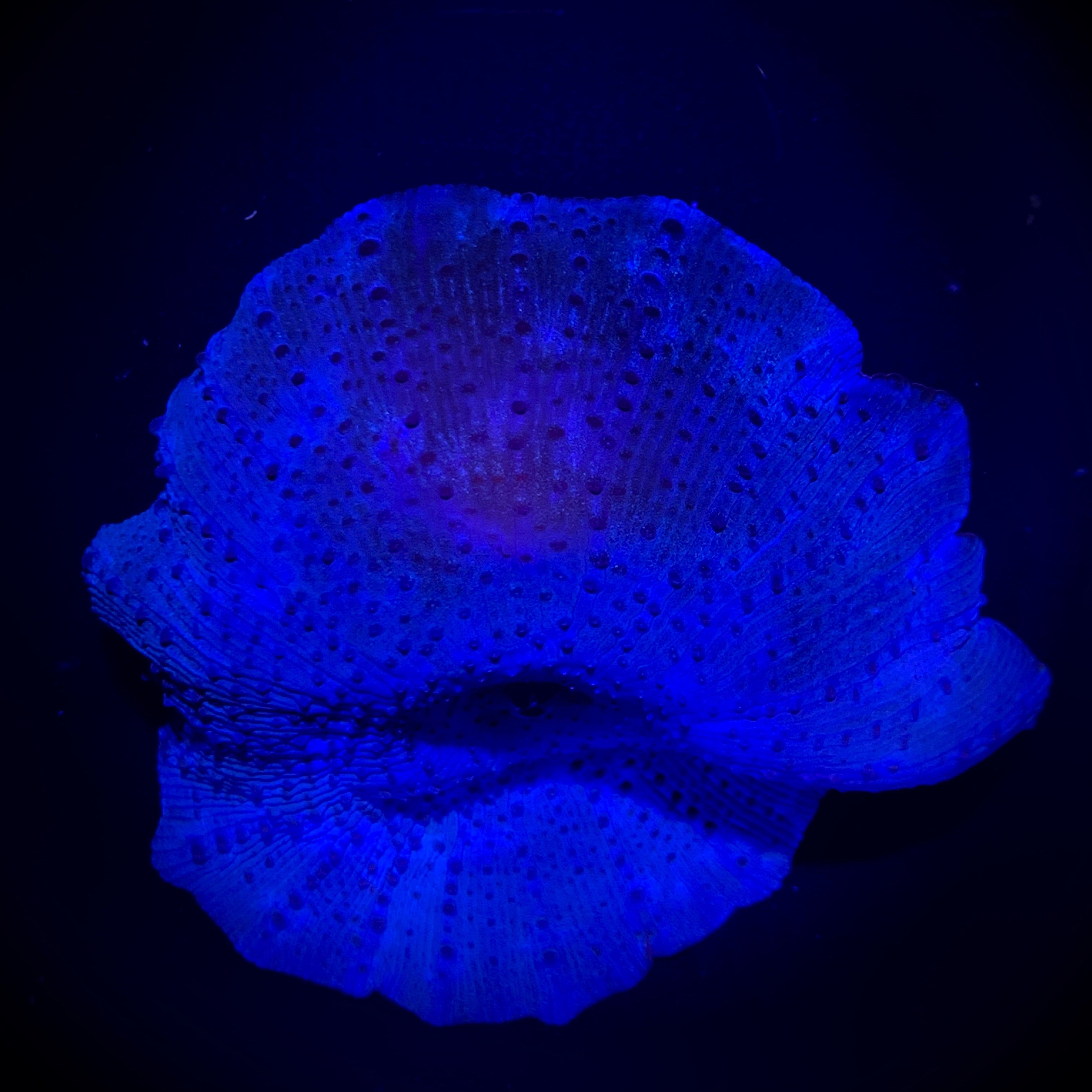 XL Blue Mushroom