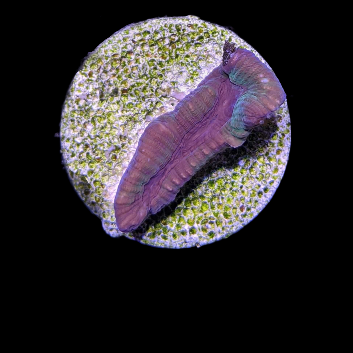 Metallic Platygyra