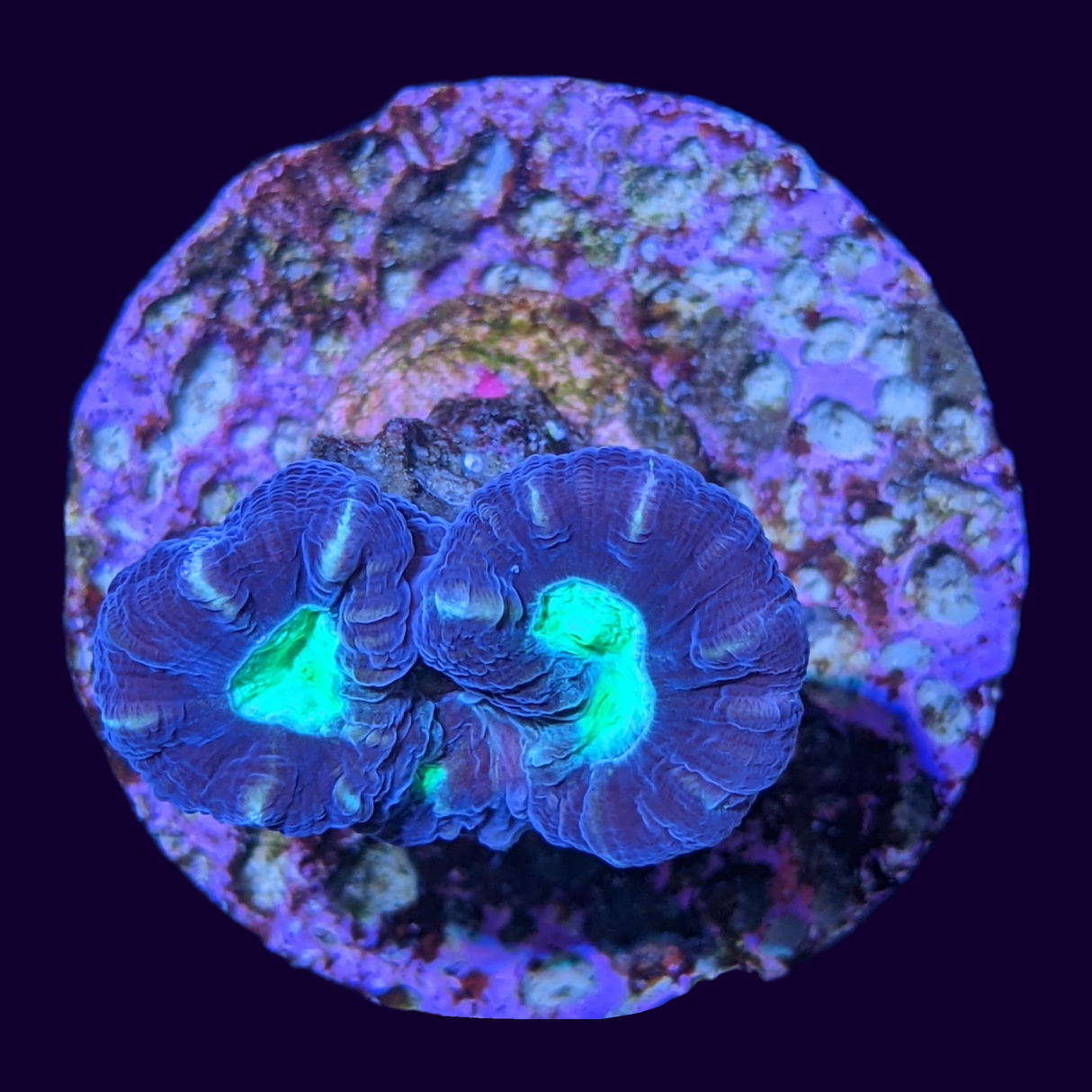 Green Pinwheel Candy Cane