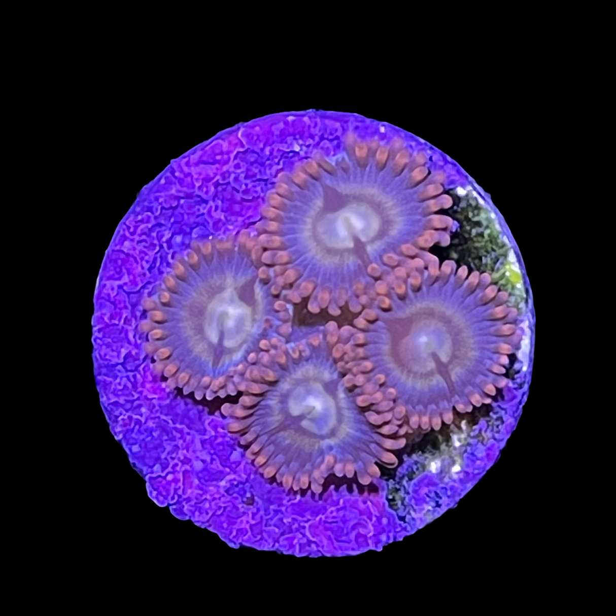 Zoa Frag