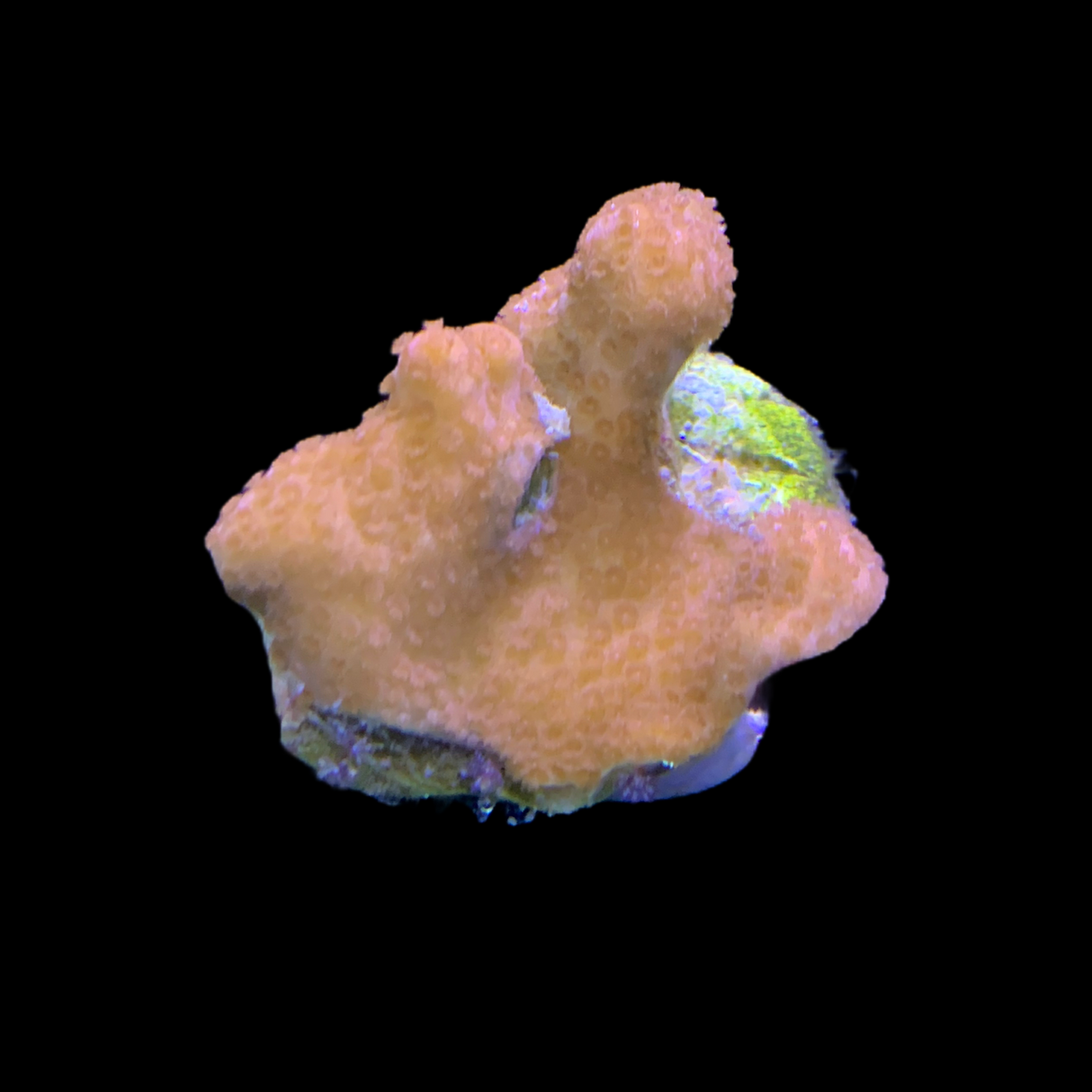 Rusty Montipora digitata (UK Grown)