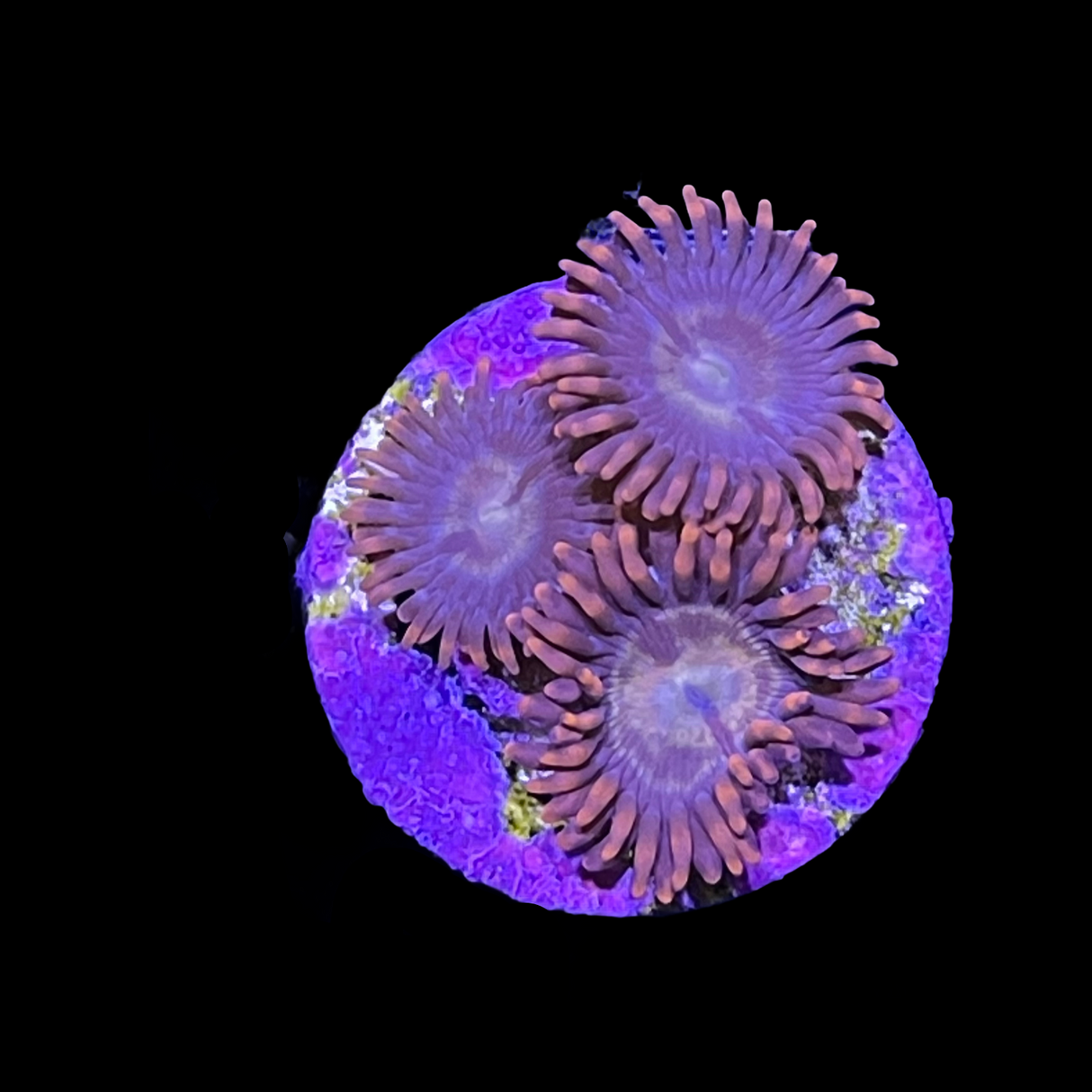 Zoa Frag