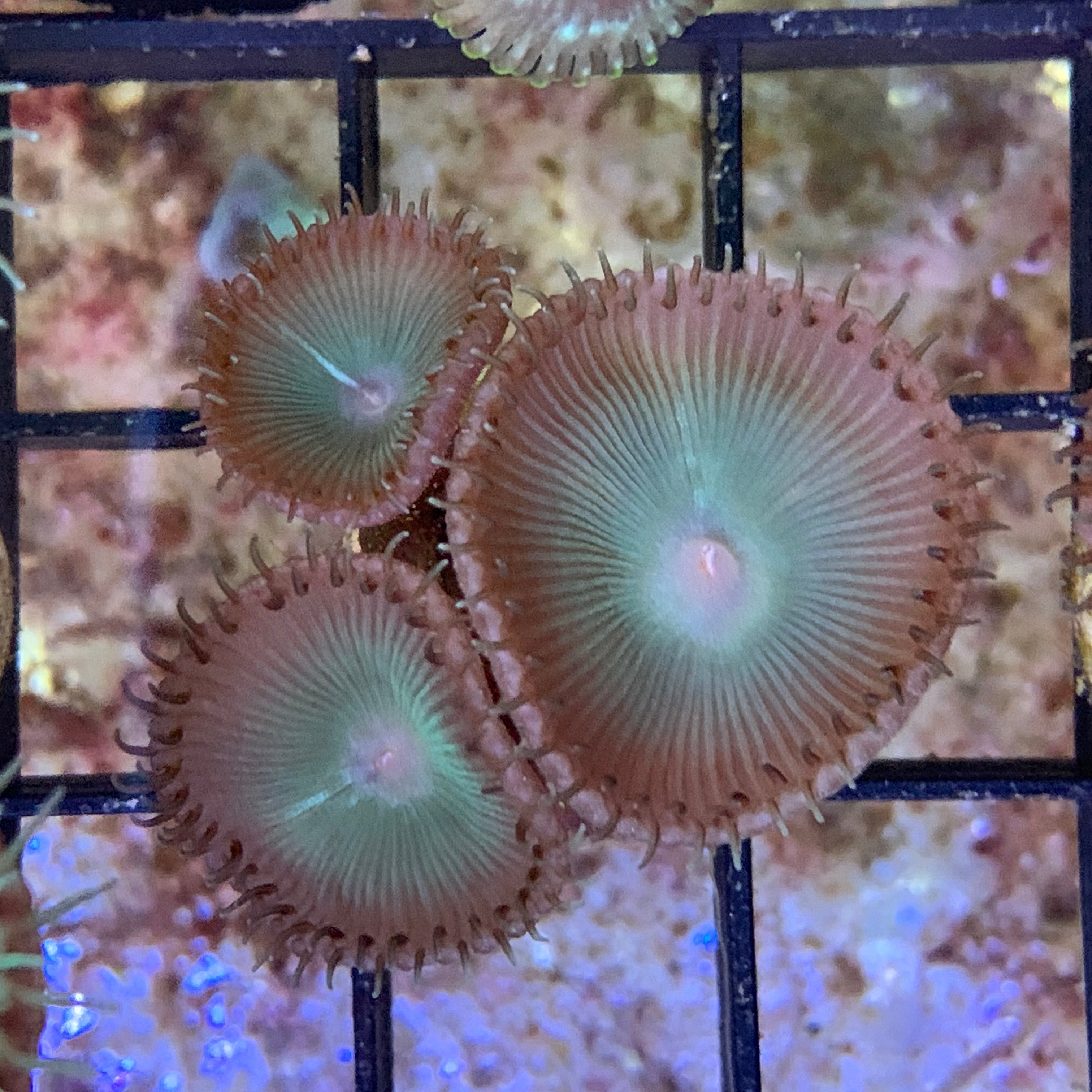 3 Polyps Saturn’s Ring paly Zoa