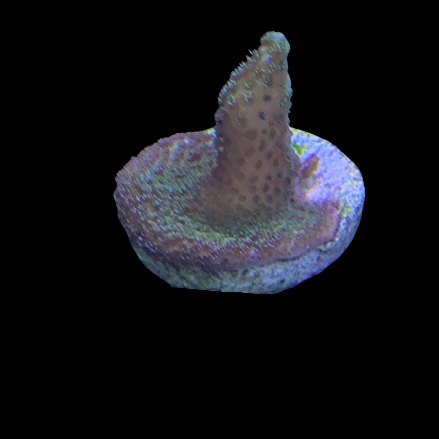 Green Montipora digitata (UK Grown)