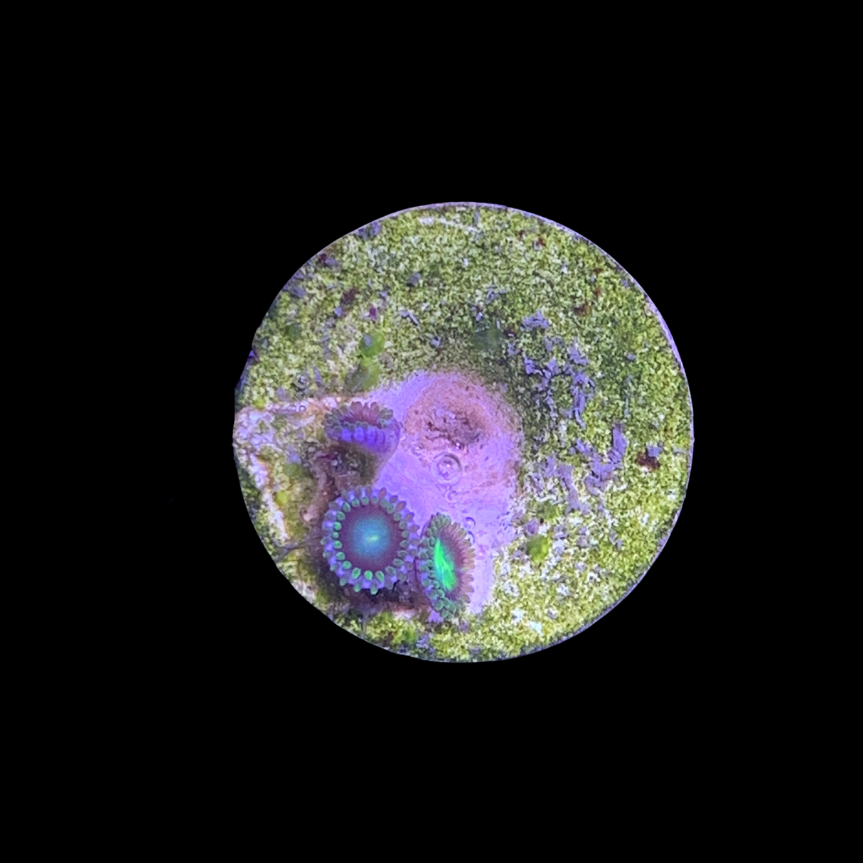 Zoa Frag