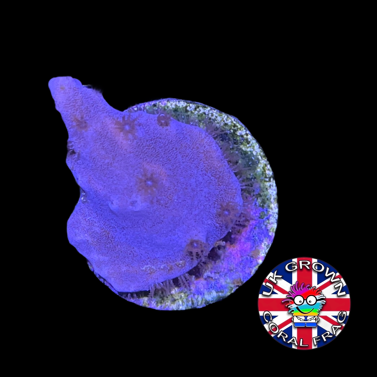 Sinularia Dura (UK Grown)