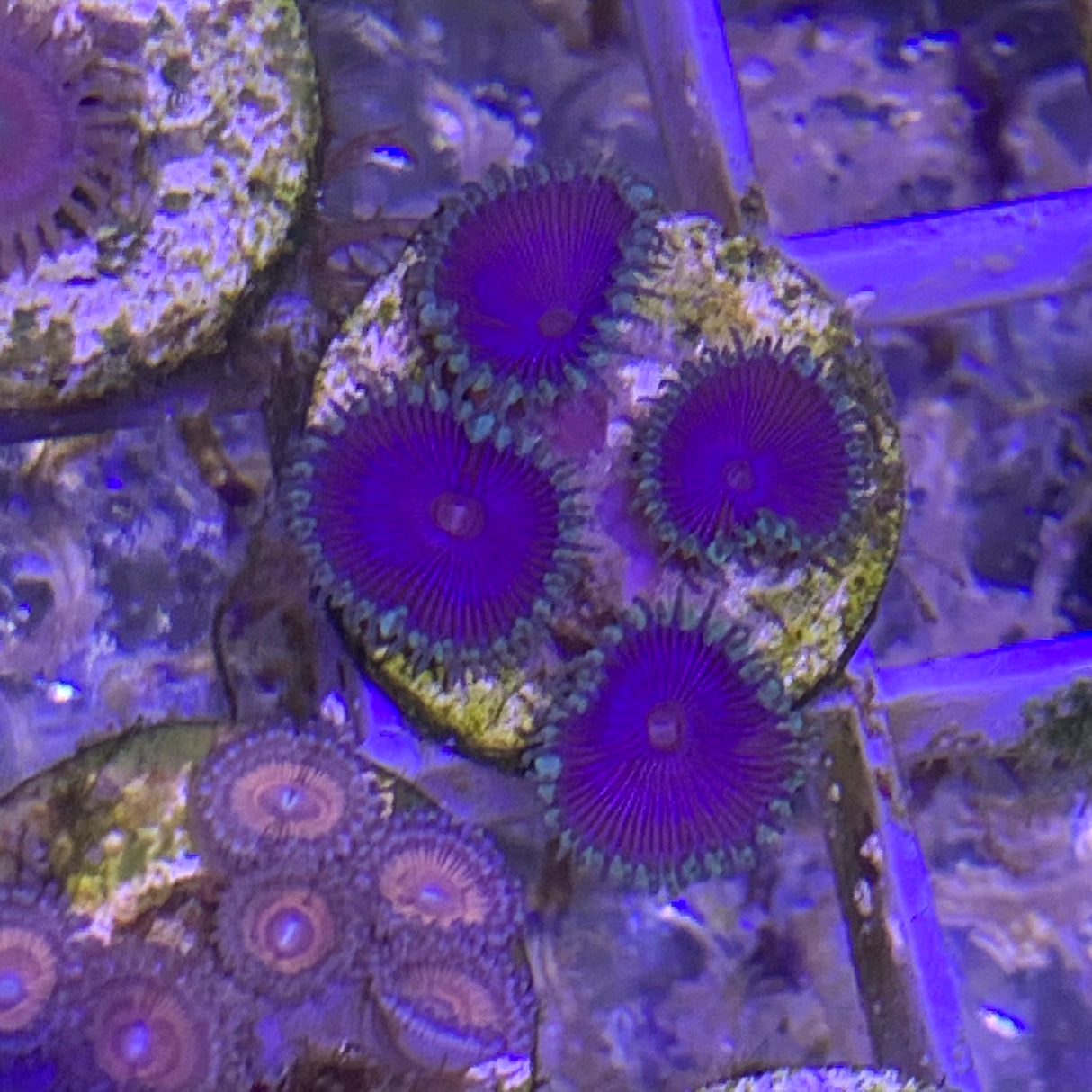 4 polyp Zoa frag