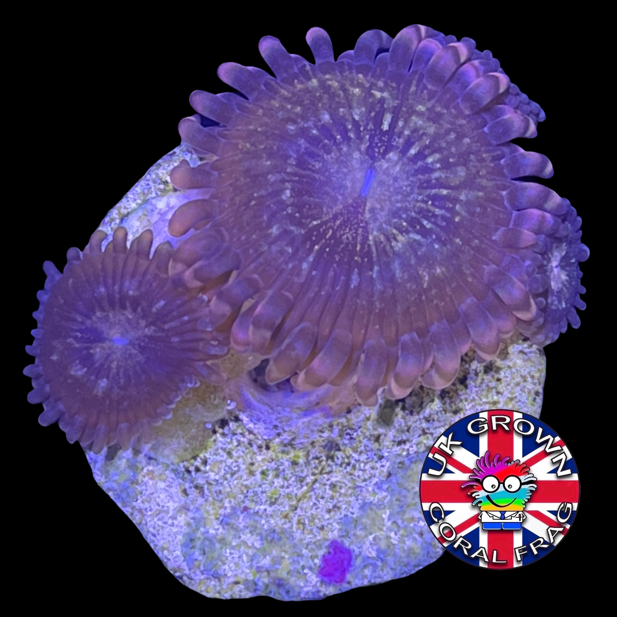 Fairy Dust Zoa (UK Grown)