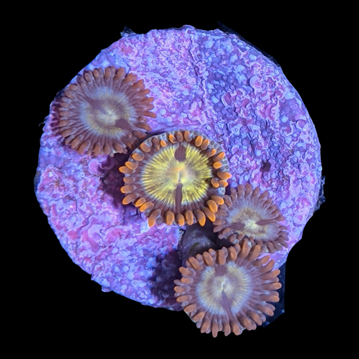 Chocolate Orange Zoa Frag