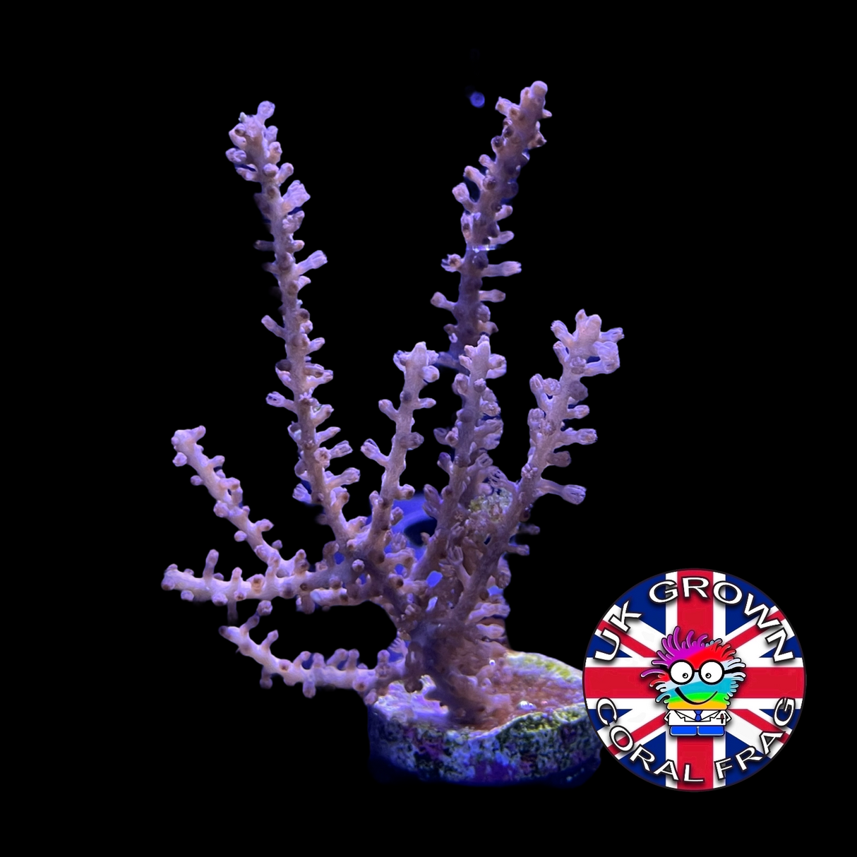 Large photosynthetic Gorgonian (UK Grown)