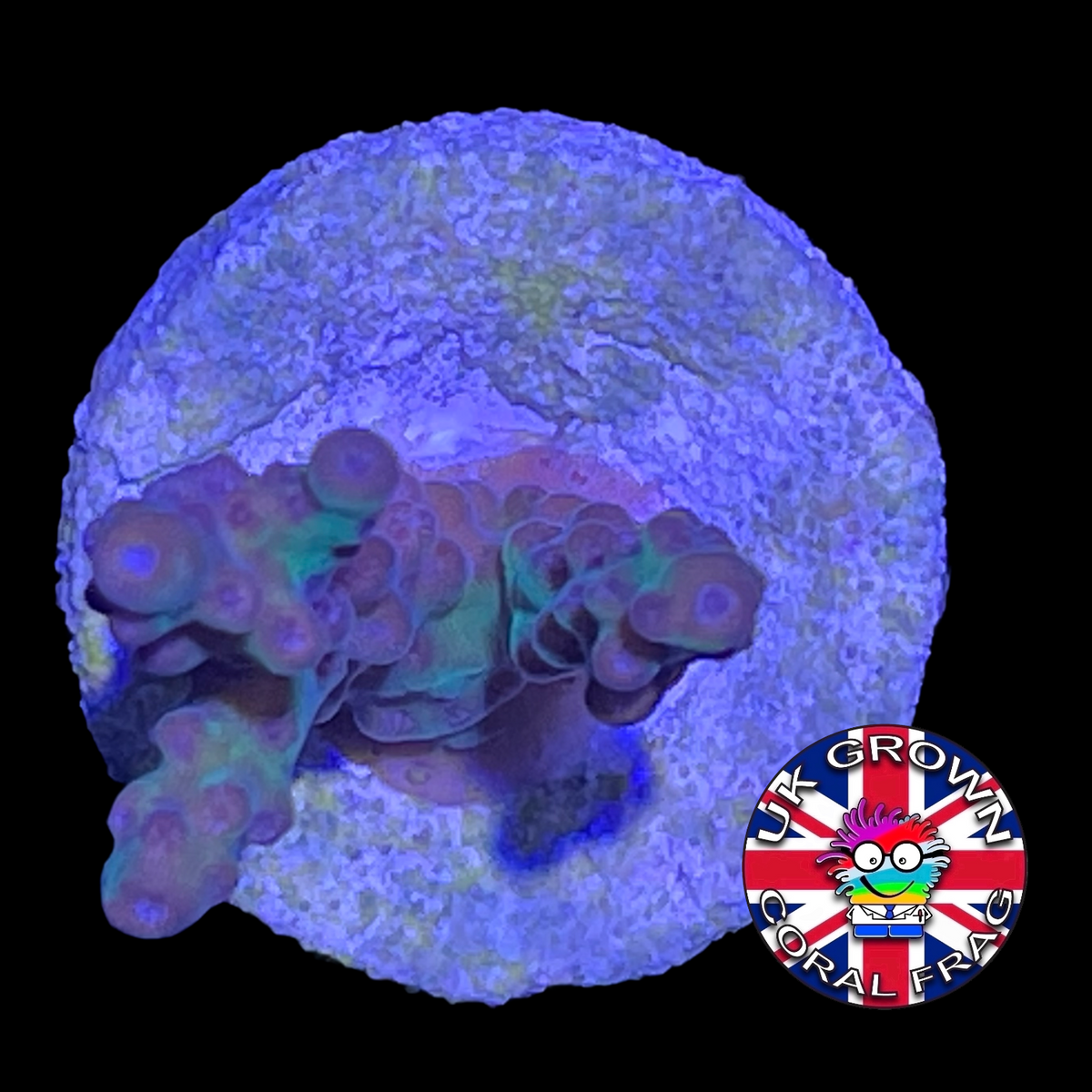 Acropora Frag (UK Grown)