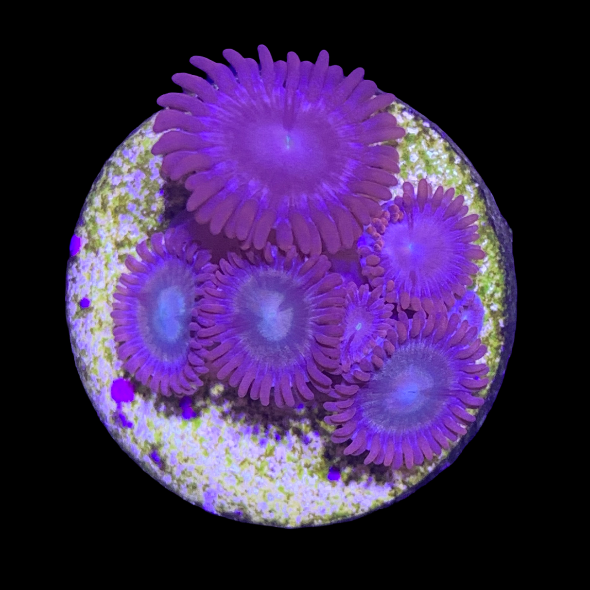 Zoa Frag