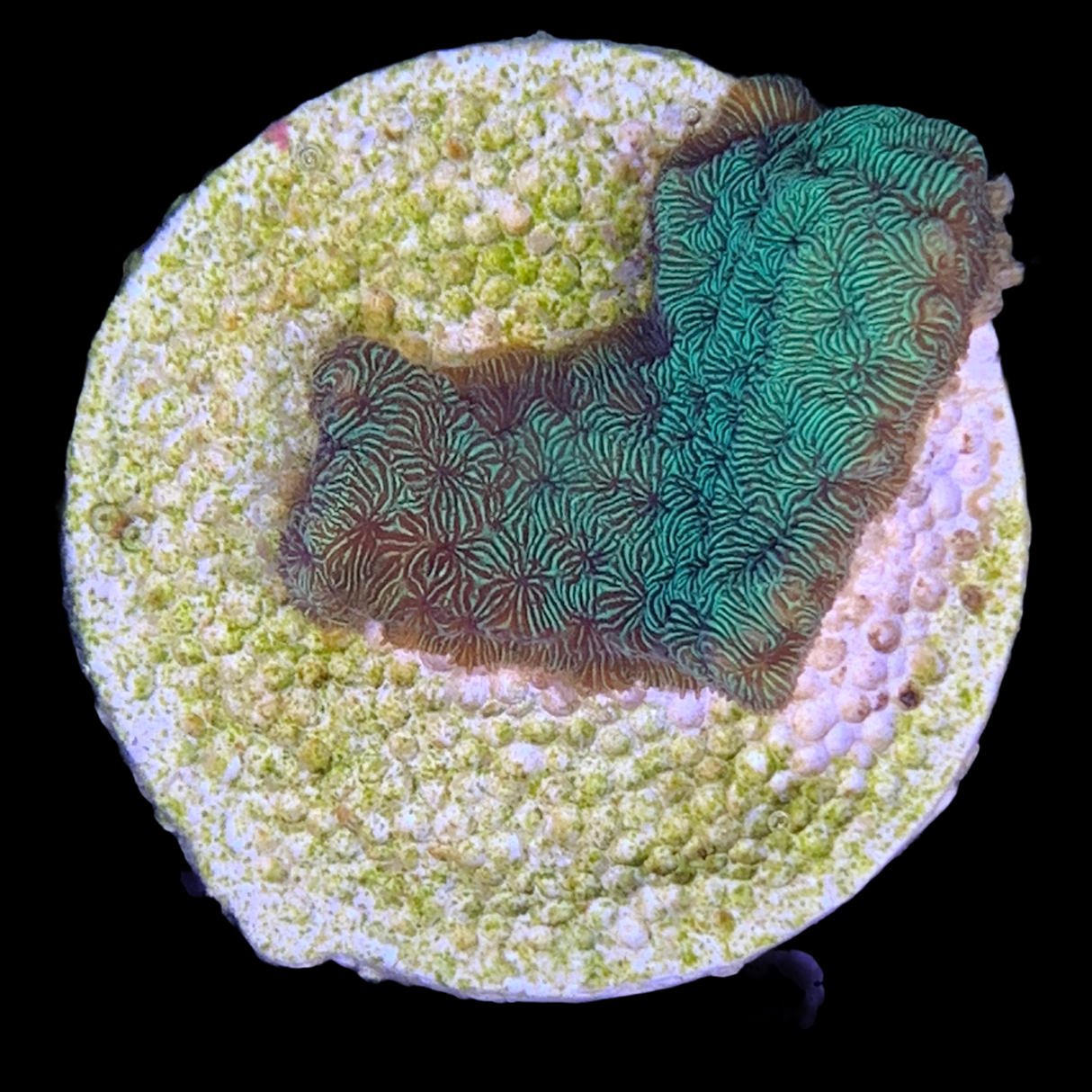 Metallic Green Pavona (UK Grown)