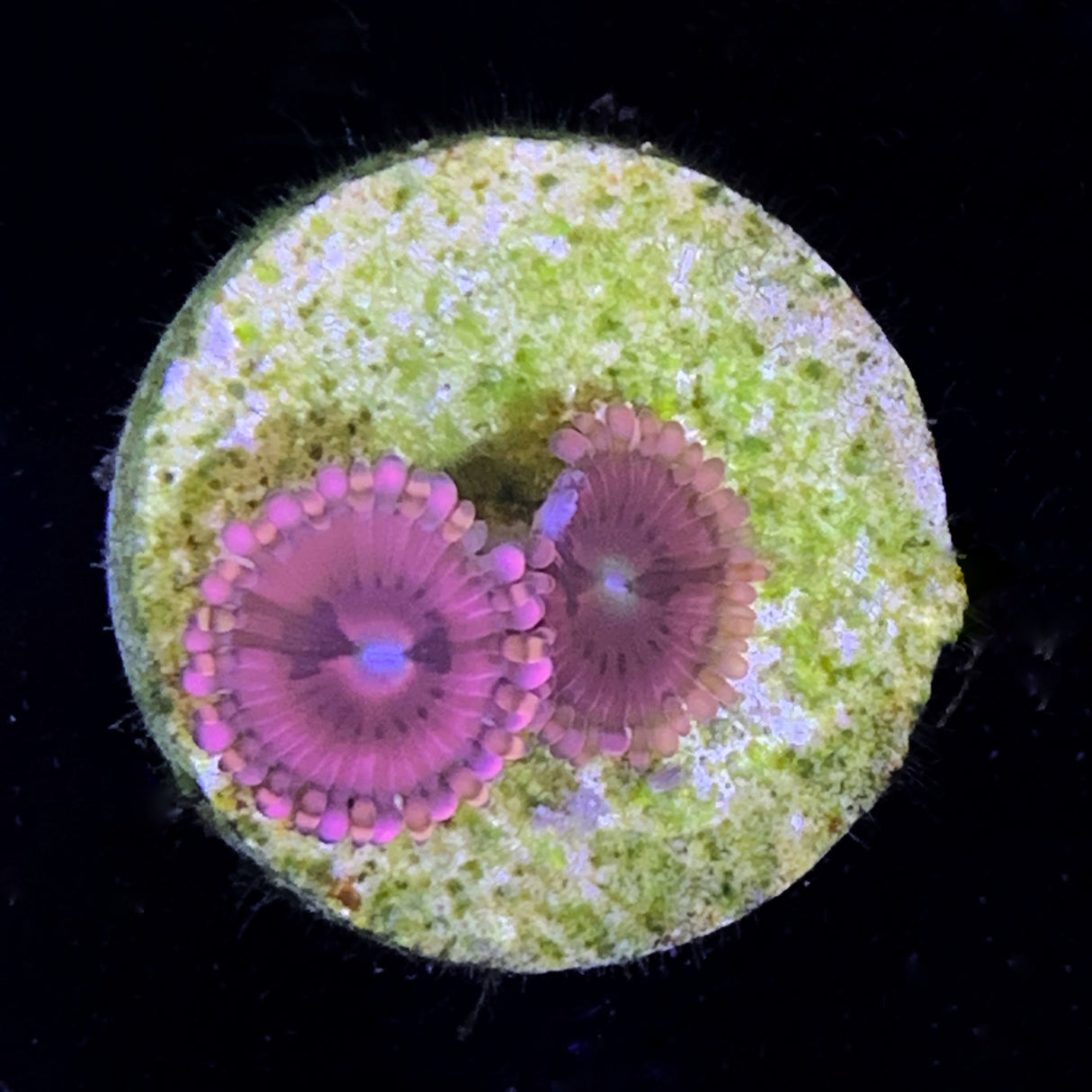 Zoa Frag