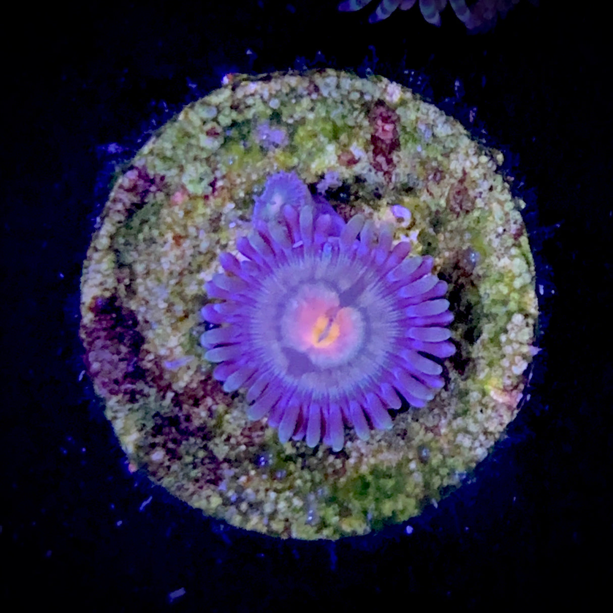 Zoa Frag