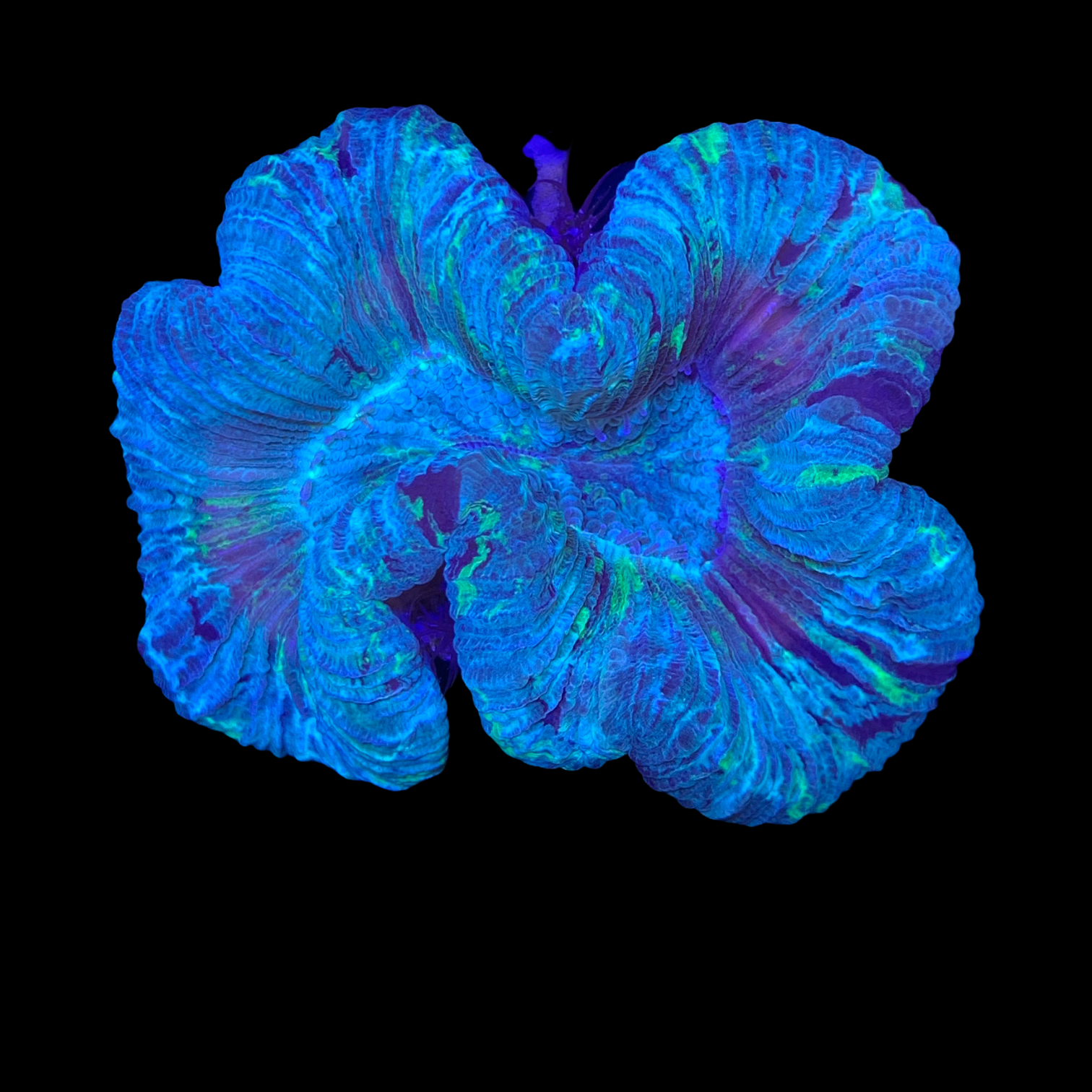 Trachyphyllia (Collection Only)