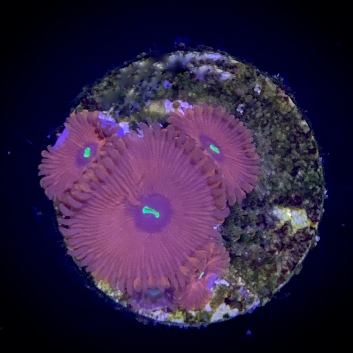 Zoa Frag